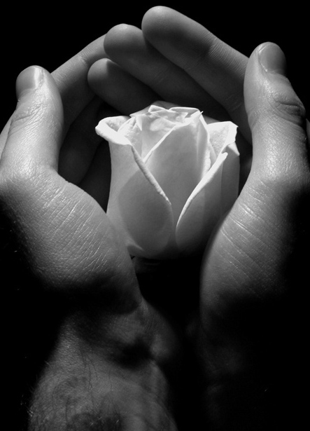 Rosa_nelle_mani