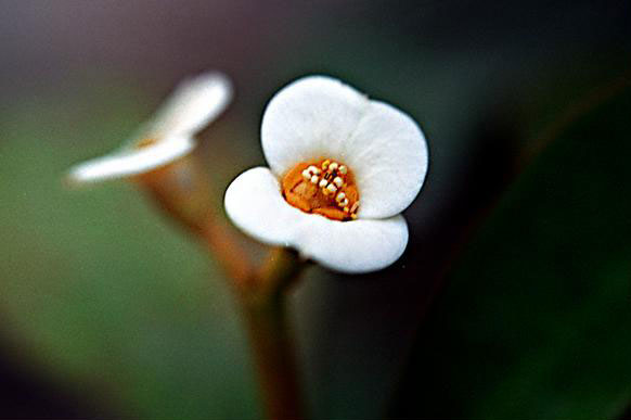 fiori-1